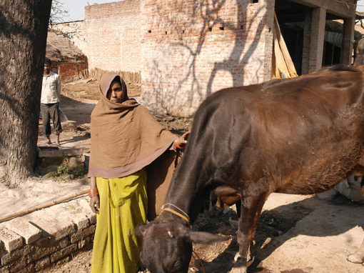 Social Entrepreneur Creates Dairy Jobs Where No One Else Dares to Go