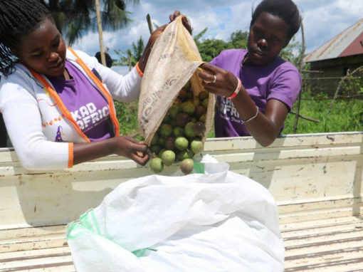 KadAfrica: Empowering Girls Through Passion Fruit